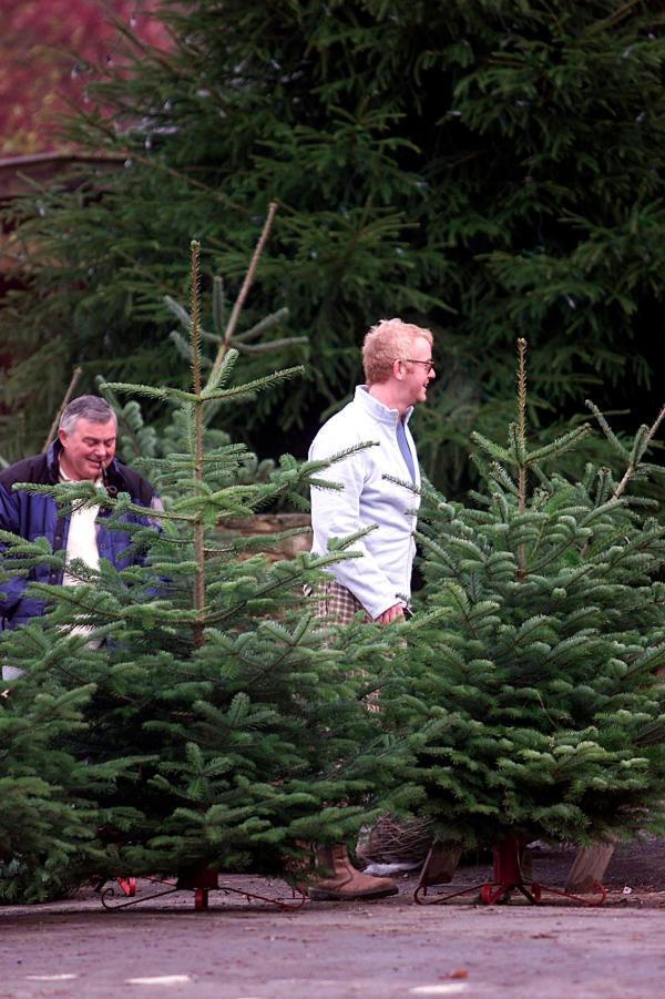 01/12/2001 -Ever wondered what Chris Evans has been doing since being sacked by Virgin.  We can exclusively reveal that he has set up shop to sell Christmas trees outside his local public house in Hascombe