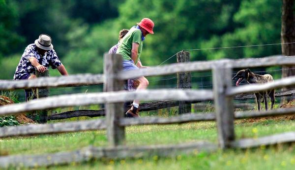 30/06/01 Chris Evans and Danny Baker return from walking Chris’ dogs in the grounds of Hascombe Court, Hascombe, Surrey