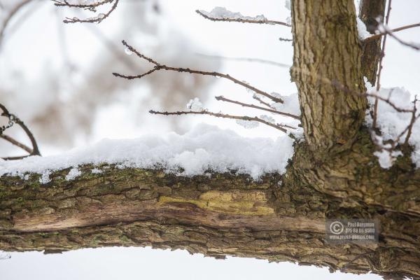 Guildford Snowfall 0012